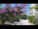Ferienwohnungen Ljuba - nice garden: A2(4+1) Plavi, A4(8+1), A1(2+2) Okrug Gornji - Insel Ciovo  - Blumenanlage (Objekt und Umgebung)