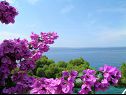 Ferienwohnungen Milica - sea view : A1(2+2), A2(2+2) Krilo Jesenice - Riviera Omis  - Detail