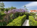 Ferienwohnungen Star 2 - romantic apartments : A1 LUNA (4+2), A2 STELLA (6) Dubrovnik - Riviera Dubrovnik  - Garten